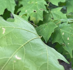 Acer floridanum