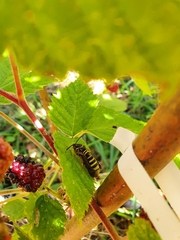 Pennisetia marginatum