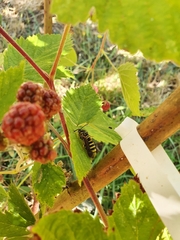 Pennisetia marginatum