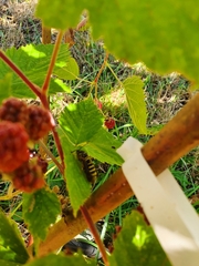 Pennisetia marginatum