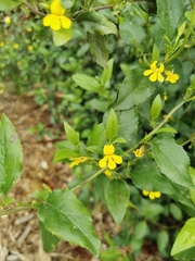 Goodenia ovata