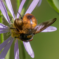 Phasia aurulans
