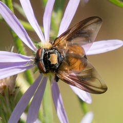 Phasia aurulans