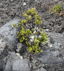 Metrosideros polymorpha