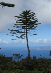 Araucaria columnaris