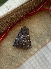 Noctuidae