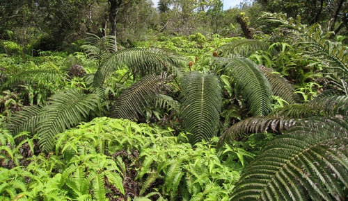 Sadleria cyatheoides observed 2008-04-05
