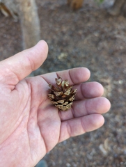 Pinus contorta murrayana