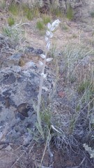 Caulanthus crassicaulis