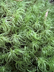Dicranum fuscescens