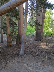 Pinus contorta murrayana