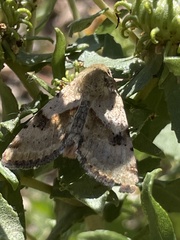 Heliothis