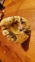 Lactifluus deceptivus