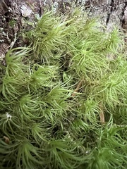 Dicranum fuscescens