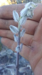 Caulanthus crassicaulis