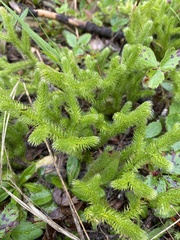 Lycopodium