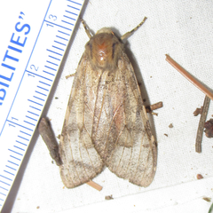 Pseudohemihyalea labecula