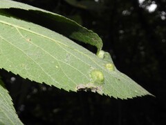 Pachypsylla celtidisumbilicus