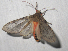 Pseudohemihyalea labecula