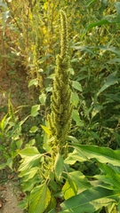 Amaranthus