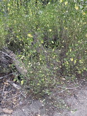 Ceanothus integerrimus
