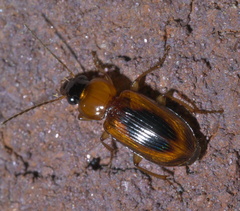 Stenolophus dissimilis
