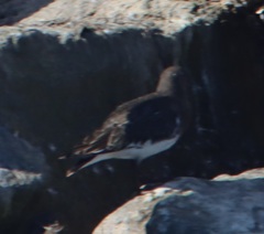 Arenaria melanocephala