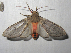 Pseudohemihyalea labecula