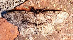 Melanolophia canadaria