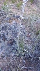 Caulanthus crassicaulis