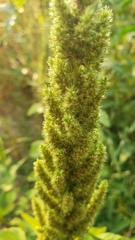 Amaranthus