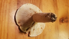 Lactifluus deceptivus