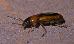 Stenolophus dissimilis