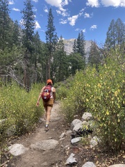 Ceanothus integerrimus
