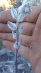 Caulanthus crassicaulis