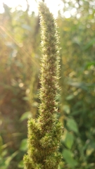 Amaranthus