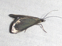 Pyrausta demantrialis