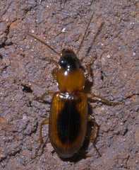 Stenolophus dissimilis