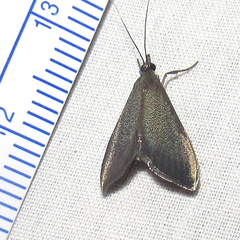 Pyrausta demantrialis