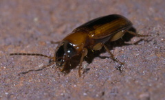 Stenolophus dissimilis