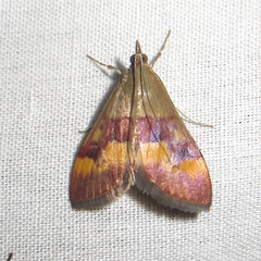 Pyrausta flavofascialis