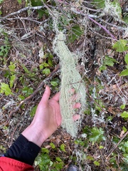 Usnea dasopoga