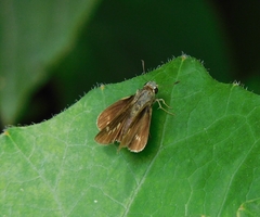 Hesperiinae