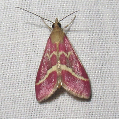 Pyrausta volupialis