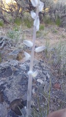 Caulanthus crassicaulis