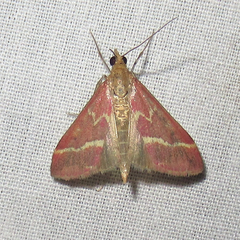 Pyrausta volupialis