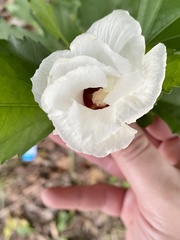 Hibiscus syriacus