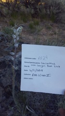 Caulanthus crassicaulis