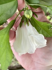 Hibiscus syriacus