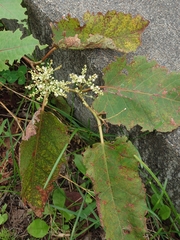 Reynoutria sachalinensis